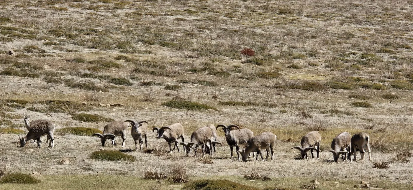 A herd of blue sheep with curled horns grazing on a dry slope in Spiti