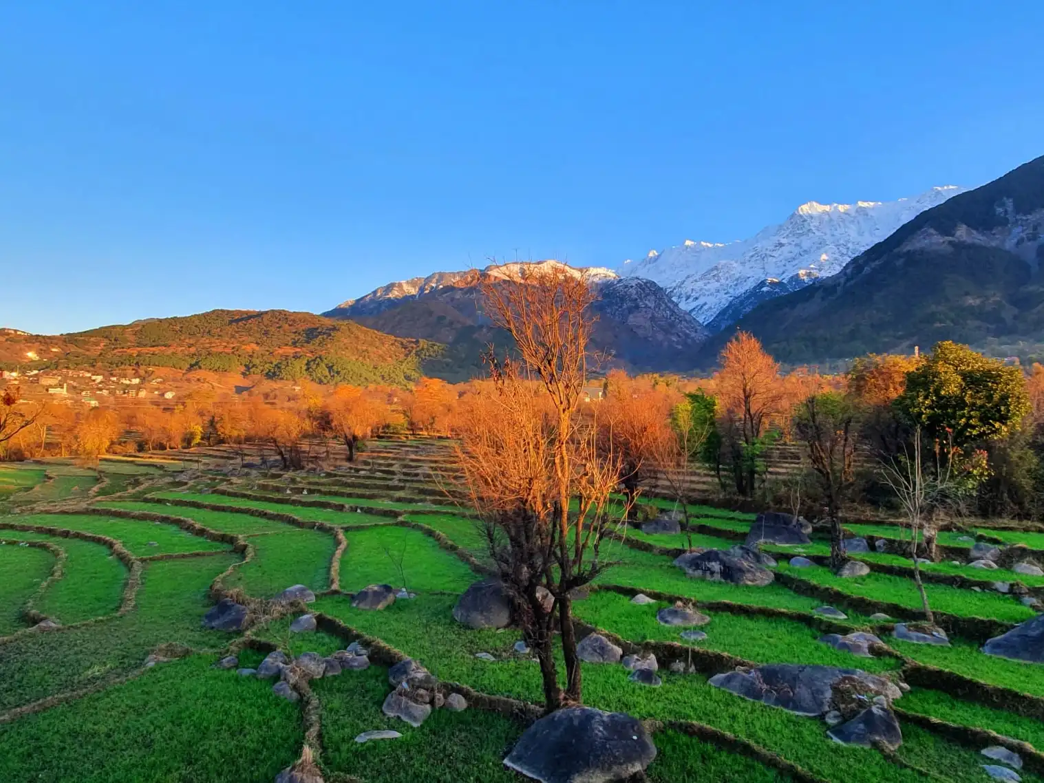 Terraced fields and autumn trees below the snow-capped Dhauladhar, near Sidhpur