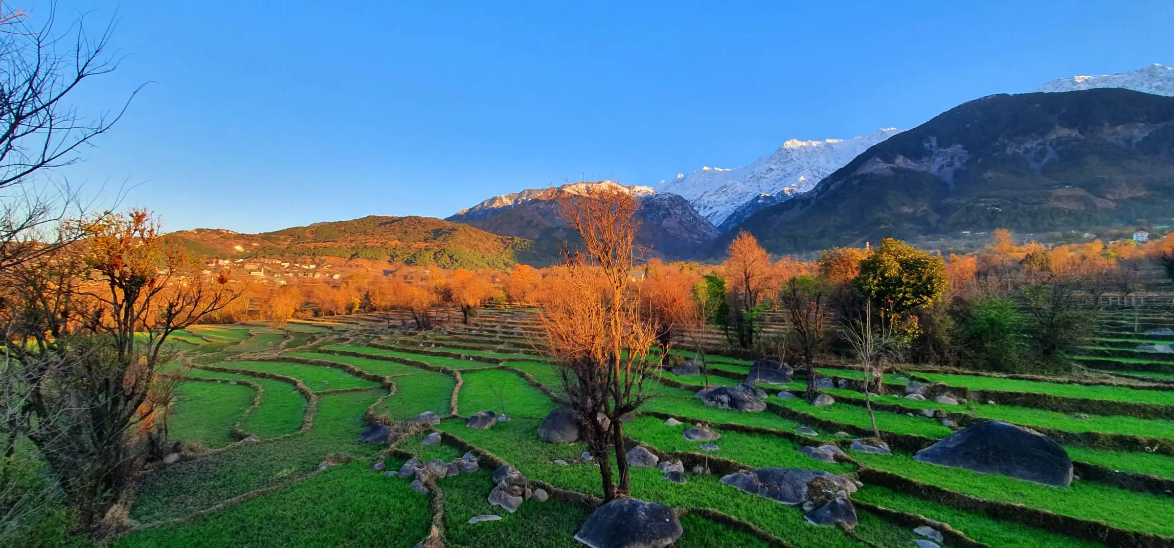 Terraced fields and autumn trees below the snow-capped Dhauladhar, near Sidhpur