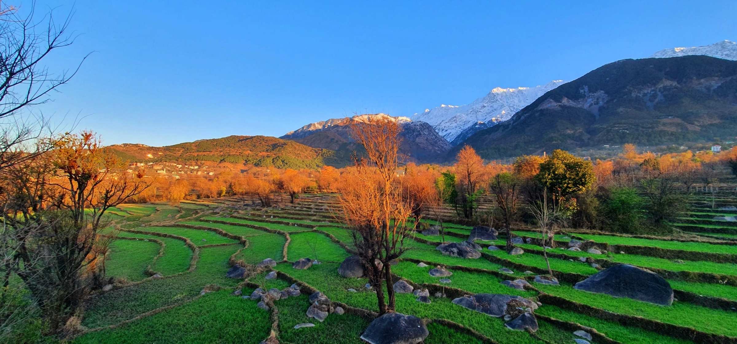 Terraced fields and autumn trees below the snow-capped Dhauladhar