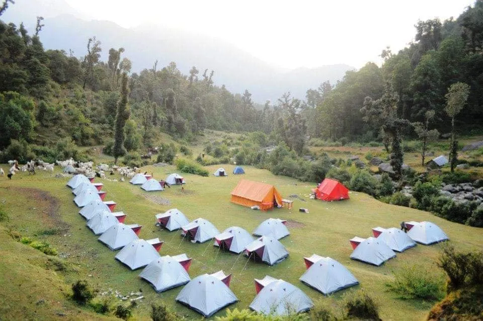 Tents pitched on a green meadow below forest, with a flock of sheep and goats grazing nearby