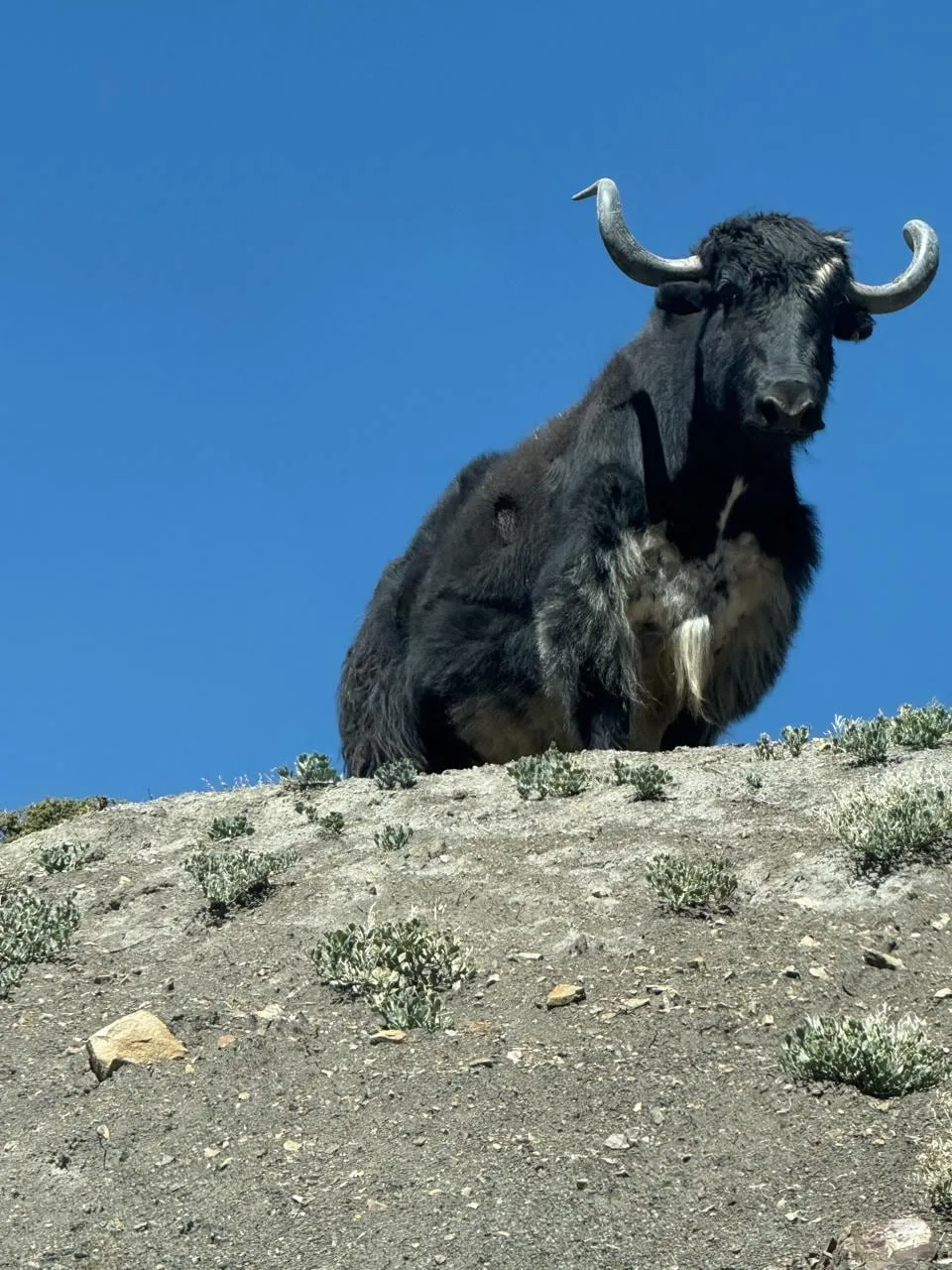 A yak stands on a dry ridge above Kaza against a deep blue sky